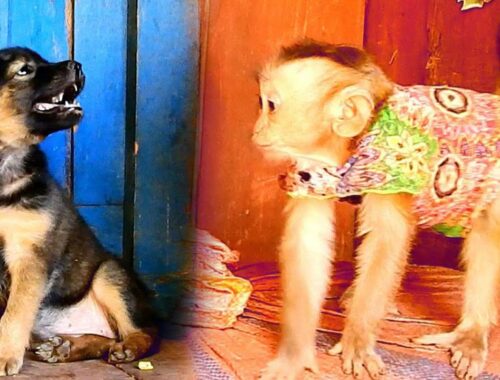 Littel Vannya Meets And React To Cute Puppy, Monkey And Puppy New Friend