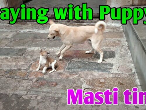 Cute Puppy playing with big dog | Baby dog Masti