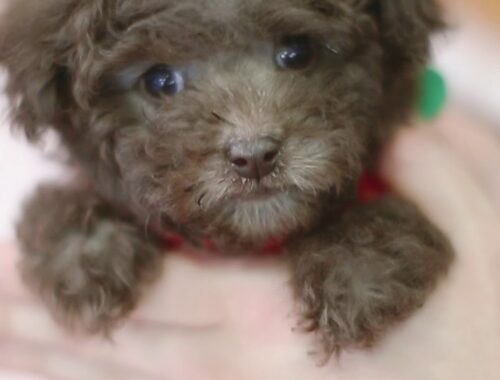 Cute puppy video, poodle, toy poodle, T-cup puppy 2
