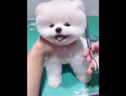 Dog’s love Status Video Cute pomeranian Grooming Status Video Cute puppy video for Whatsapp Status