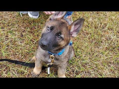Our German Shephard Puppy & Gideon's Bakehouse Grand Opening | Cute Puppy Moments & Cookie Review