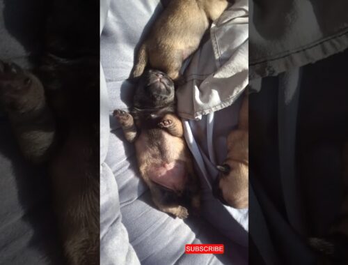New born Pug puppy shaking it's legs || Cute puppy Pug dog Labrador Golden retriever German Shepherd