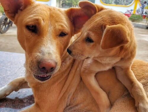 Mother Dog And Her Cute Puppy Playing Eachothers | Mother Dog Protect Their Puppy and take care |