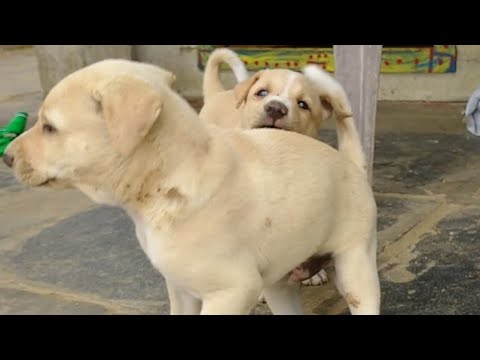 cute puppy playing funny things | cute and funny dog videos #puppies #playing