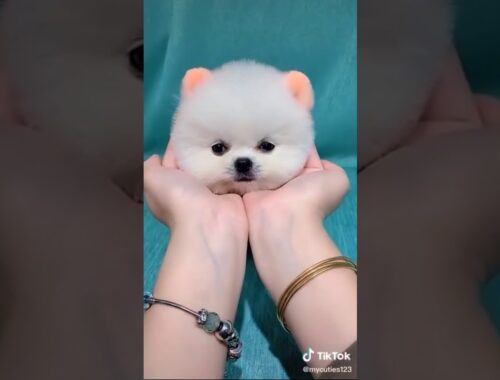 Cute Puppy dog