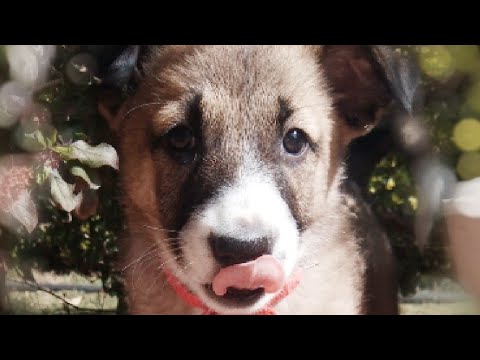 Happy Birthday Sushant -Tribute from a cute puppy||dog video||Sourabh Thakur ||SSR Birthday||#Shorts
