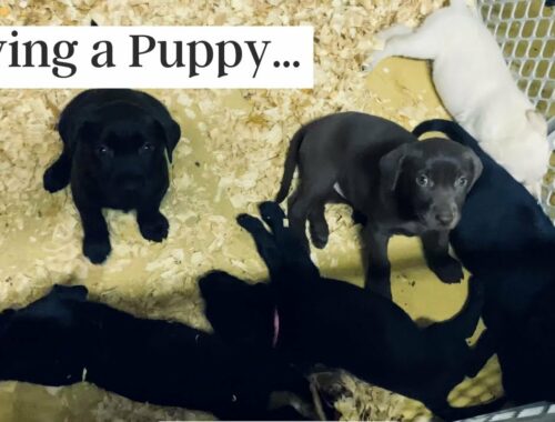 Choosing a Labrador Puppy | 5 Weeks Old Puppies | Cute Puppy Videos
