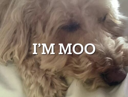 I’m Moo The Cute Puppy