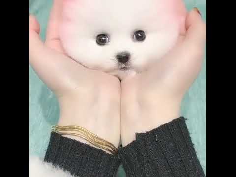 This Little Cute Puppy | So Satisfying | #shorts #amazing #subscribe #youtube #cutepuppy