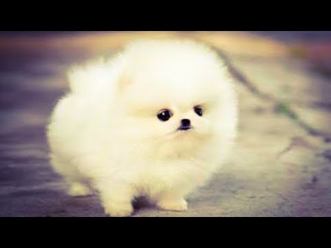 Cute puppy is walking !