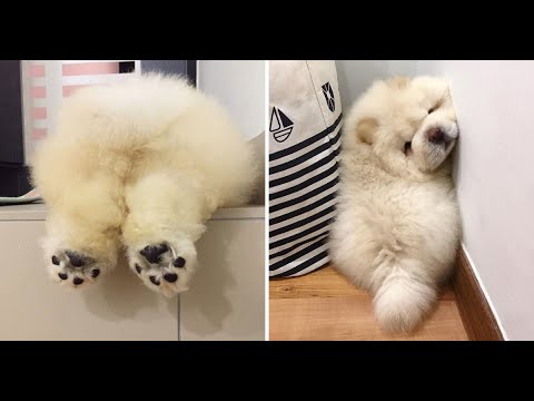 Funny puppies and super cute puppy Videos Compilation part #47