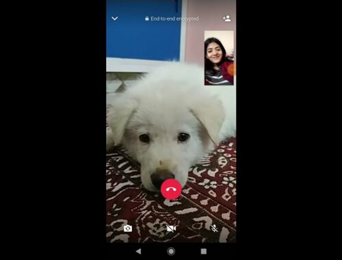 long distance relationship|girlfriend surprised with cute puppy|Video call girlfriend boyfriend