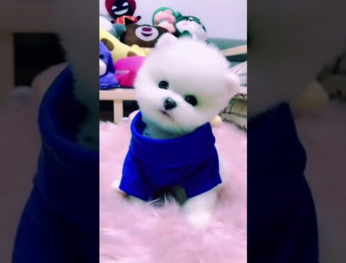 Overloaded Cute Puppy #shorts #puppies #dogs