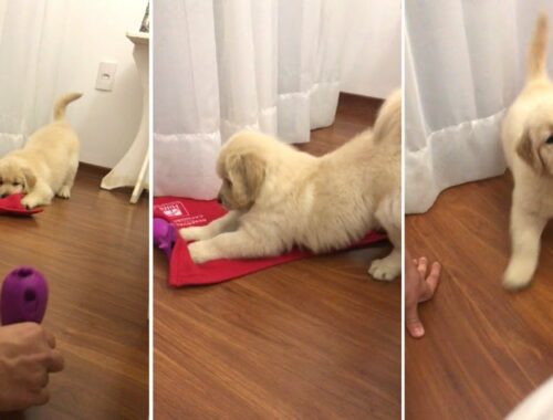 Cute Puppy Playing For The First Time In His New Home #Shorts