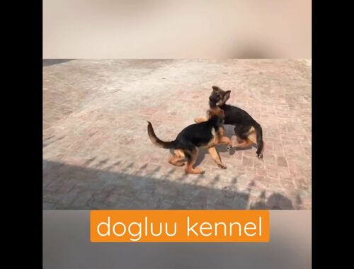 german shepherd puppies funny fight#cute puppy#doglu kennel