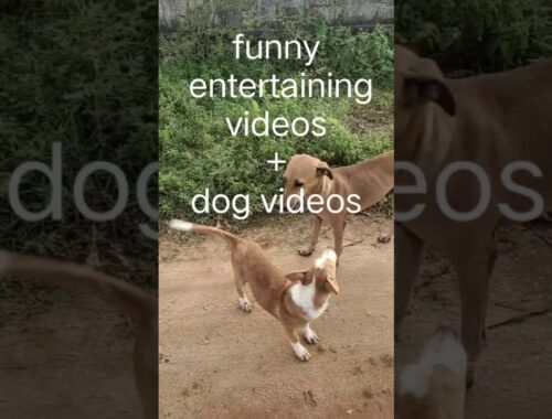 cute puppy videos/ dog video/puppy with mother dog/puppies playing