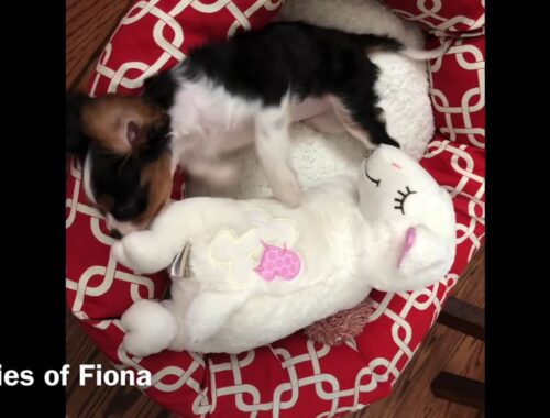 Fiona-Cavalier King Charles Spaniel, cute puppy