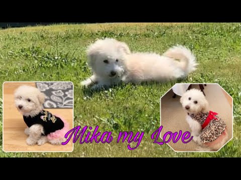 Cute puppy miniature poodle /Princess Mika #CutestdogEver #MybabyLove #Cutepuppy