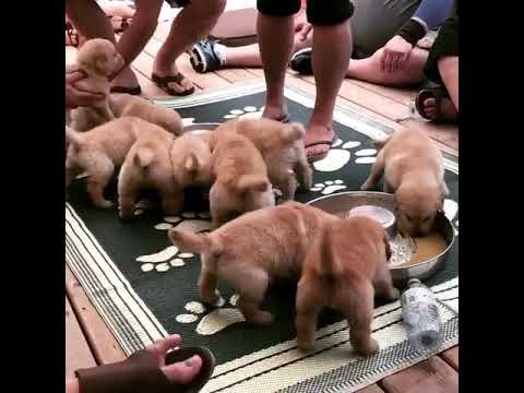 So Cute Puppy army | #Shorts [pt.168] Golden Retriever