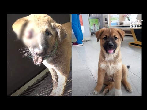 What Happened During 7 Hours When This Cute Puppy Was Lost Is.. (Part 1) | Kritter Klub