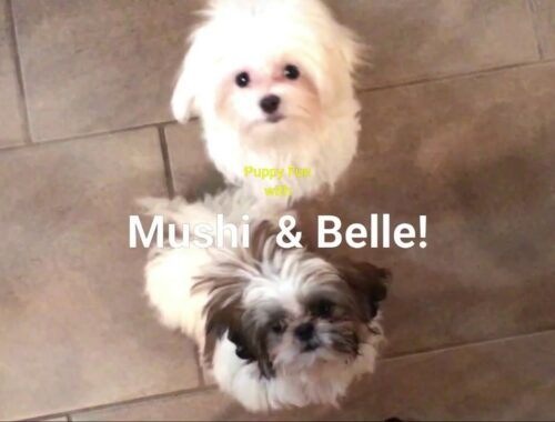 Cute Puppy Video Compilation with Mushi and Belle