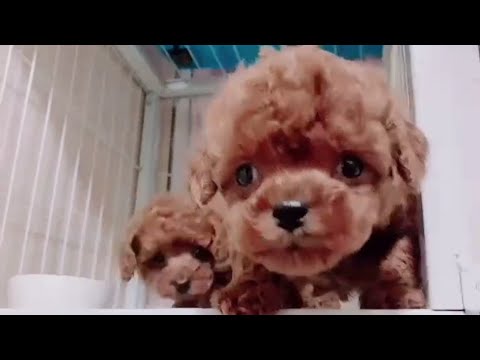 Funny  dogs / Cute  puppy / Cute puppy videos funny 08