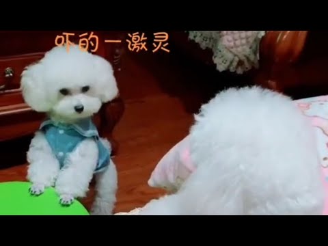 Funny  dogs / Cute  puppy / Cute puppy videos funny 02