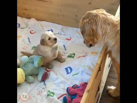 Cute Puppy And Dog Golden Retriever Family