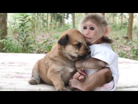 Cute Puppy & Baby Monkey Sky Doing Cute Things