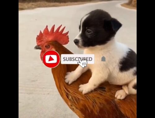 Top 10 best Cute puppy and duck and Chicken compilations | Puppy riding chicken compilation |