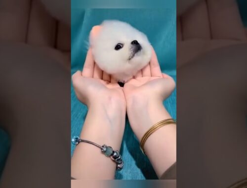 Cute Puppy Video