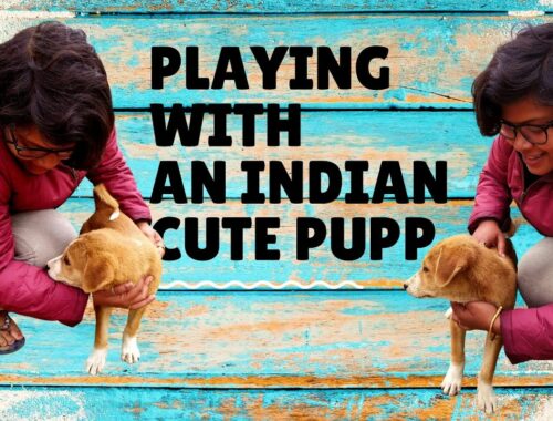 Cute puppy| Playful Indian cute pupp| Indi roadasian| puppy video Compilation| Sharing Happiness