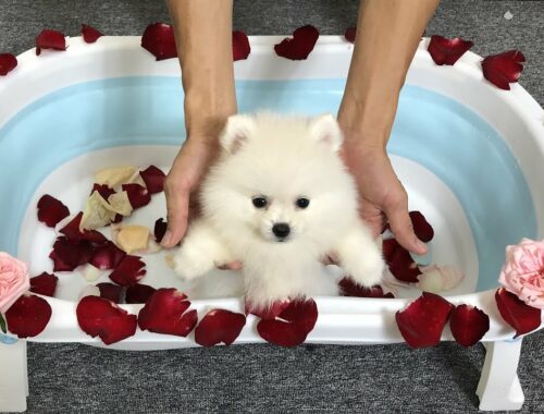 Cute Pomeranian Puppy Bathing With Roses | White Dogs | MR PET