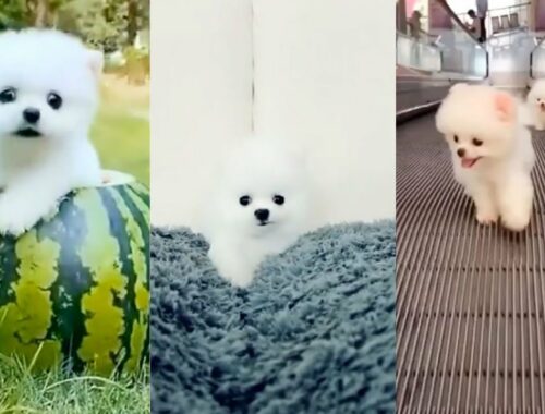 Cutest puppy||Cute puppies||Puppy video|| Cute puppy activities||Yashi Explores||#cutepuppy