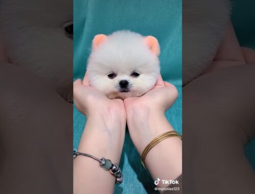 Cute puppy from TikTok