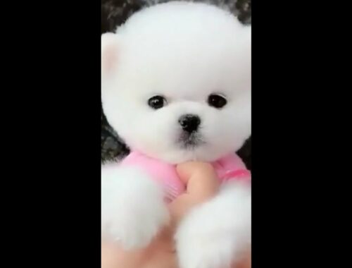 Funny and Cute Pomeranian | cute puppy tik tok | tiktok cute puppy
