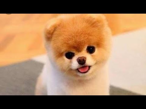 Cute puppy Funny Video playing Funny puppy whatsapp status: cute Whatsapp status
