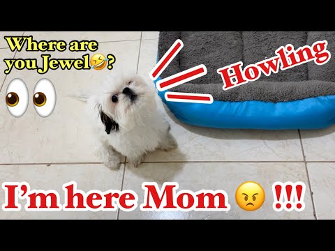Pretending not to see my puppy | cute puppy reaction | first dog prank  #Shorts