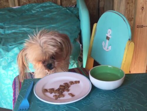 Cute Puppy Eating  video!