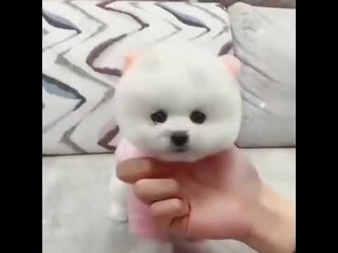 Cute puppy TikTok video