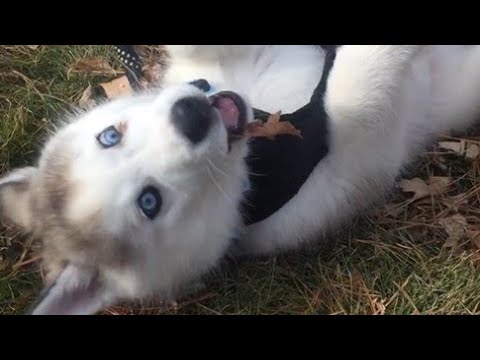 Cute puppy siberian husky at park
