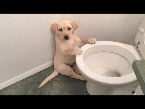 Funniest & Cutest Labrador Puppies #1 - Funny Puppy Videos 2021