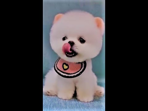 Cute Puppy TikTok - tiktok cute puppy