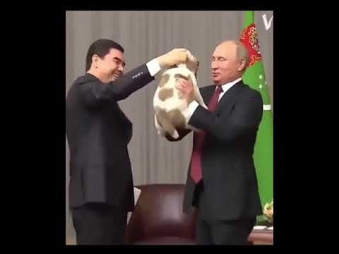 Russian president Vladimir Putin playing with cute puppy