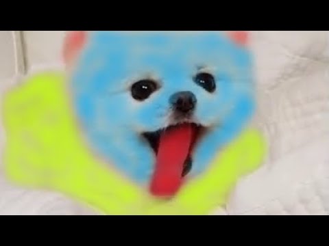 Funny and Cute Pomeranian | Cute Puppy Tiktok | Tiktok Cute Puppies | Pom032