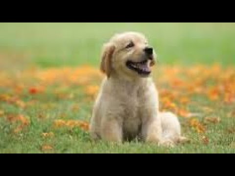 Cute Puppy video