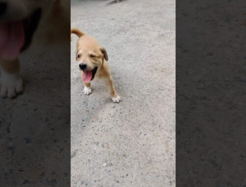 cute Indian street puppy / playing with cute puppy /INDIAN STREET /  love animals / my best friend