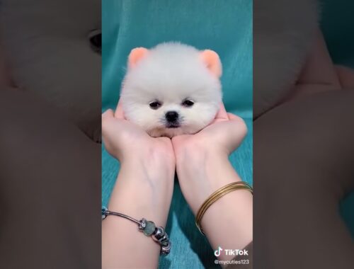 World cute puppy cute