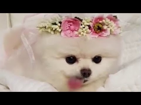 Funny and Cute Pomeranian | pome037 | Cute Puppy Tiktok | Tiktok Cute Puppies |
