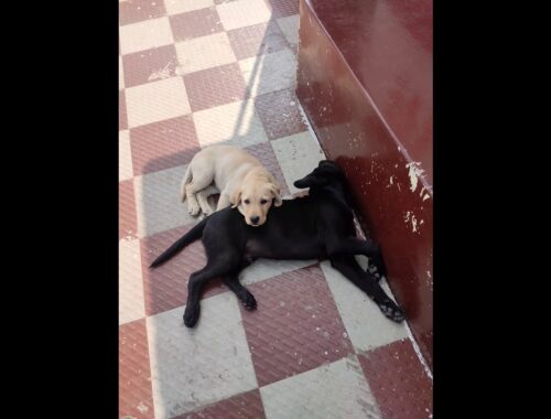 Labrador Puppies cute moments | Black Labrador Puppy | Fawn Labrador Puppy | #doggyzworld #cutepuppy